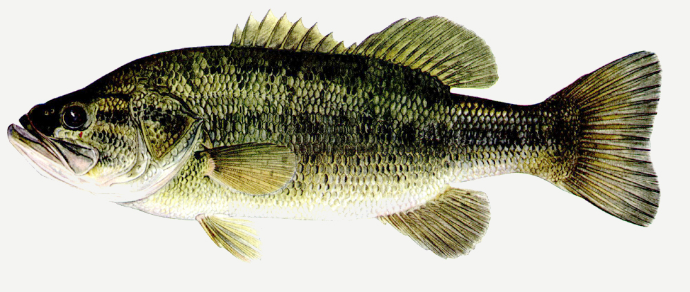 Fish Species « Alexander's on Rowan Lake
